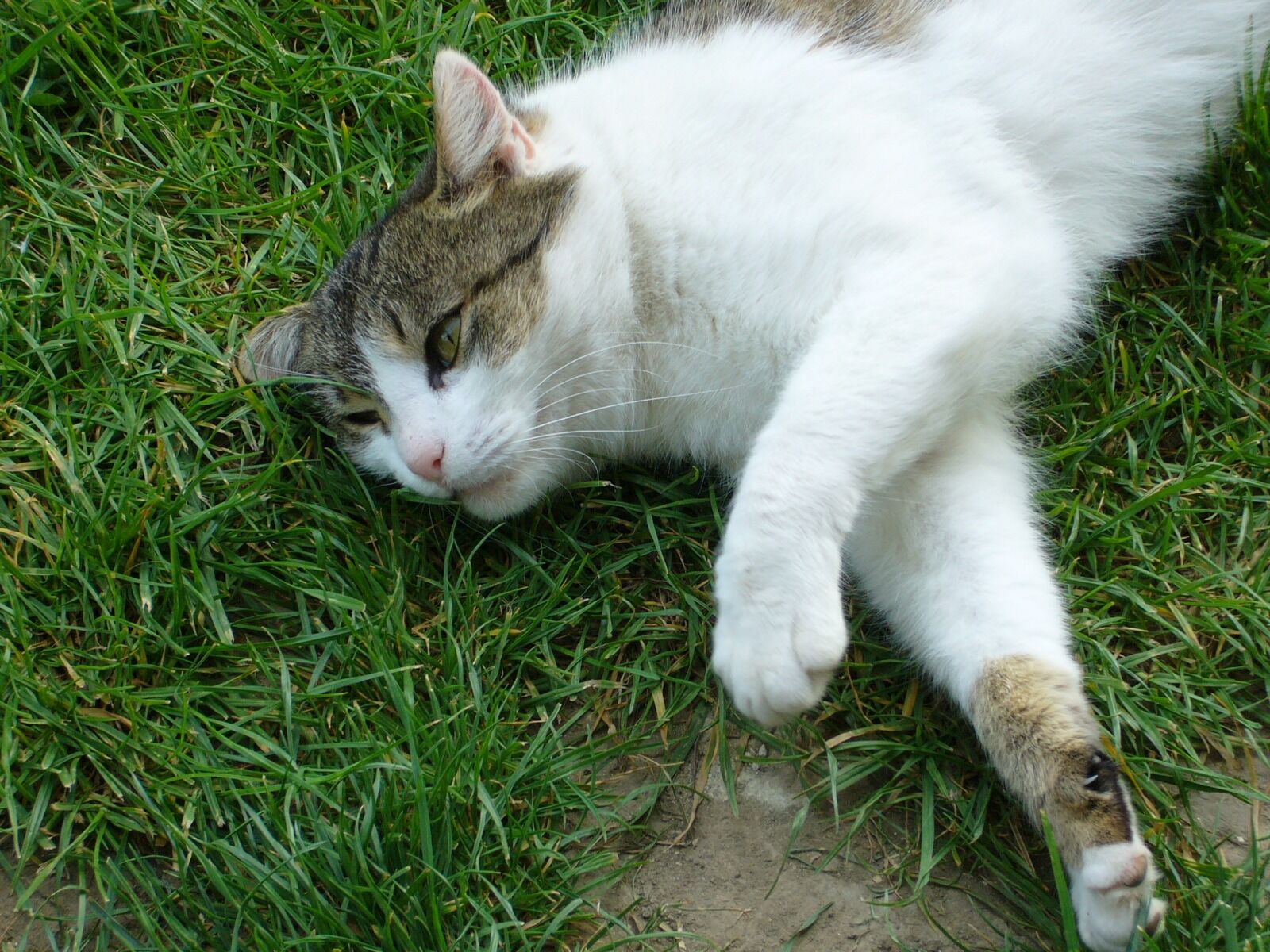 Panasonic DMC-LS1 sample photo. Cat, relax, grass photography