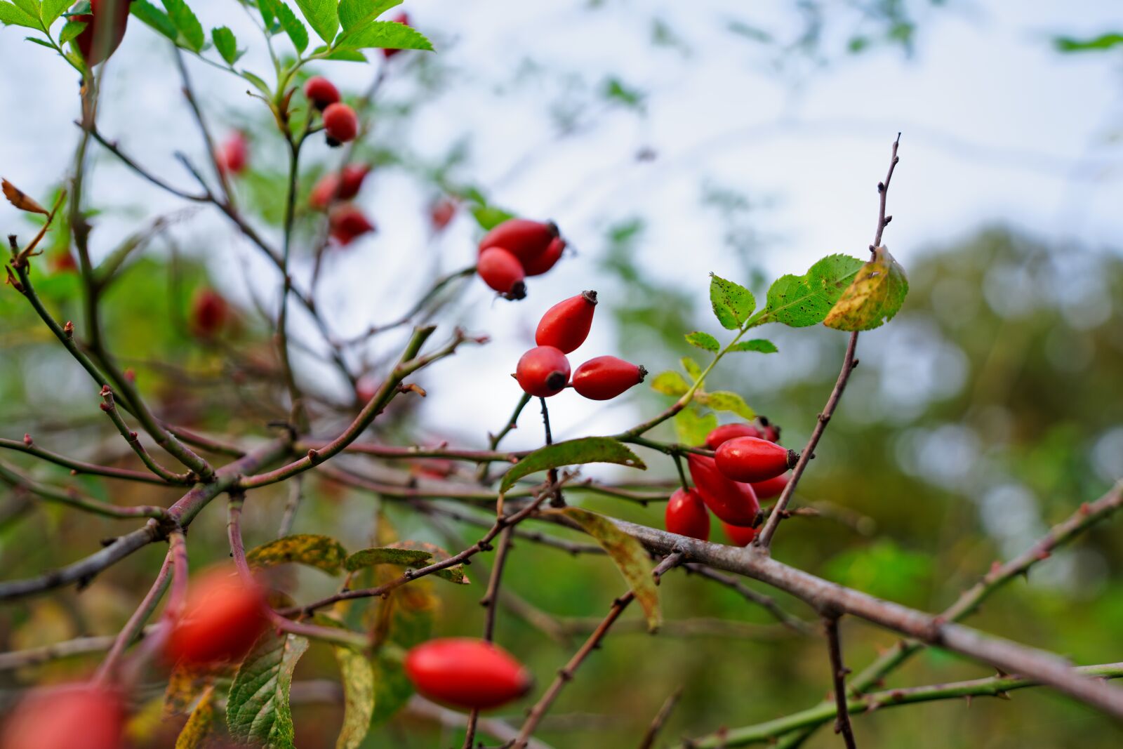 Sony a7R II sample photo. Rose hip, rose fruit photography
