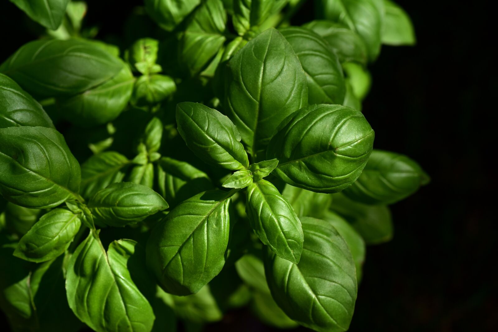 Nikon D750 sample photo. Basil, herb, culinary herbs photography