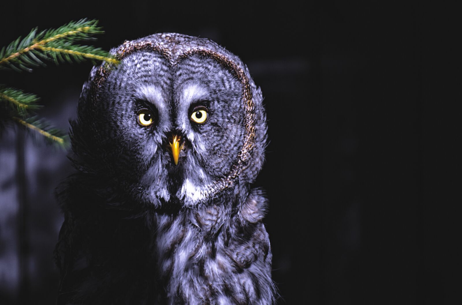 Nikon D7200 sample photo. Bart owl, owl, bird photography