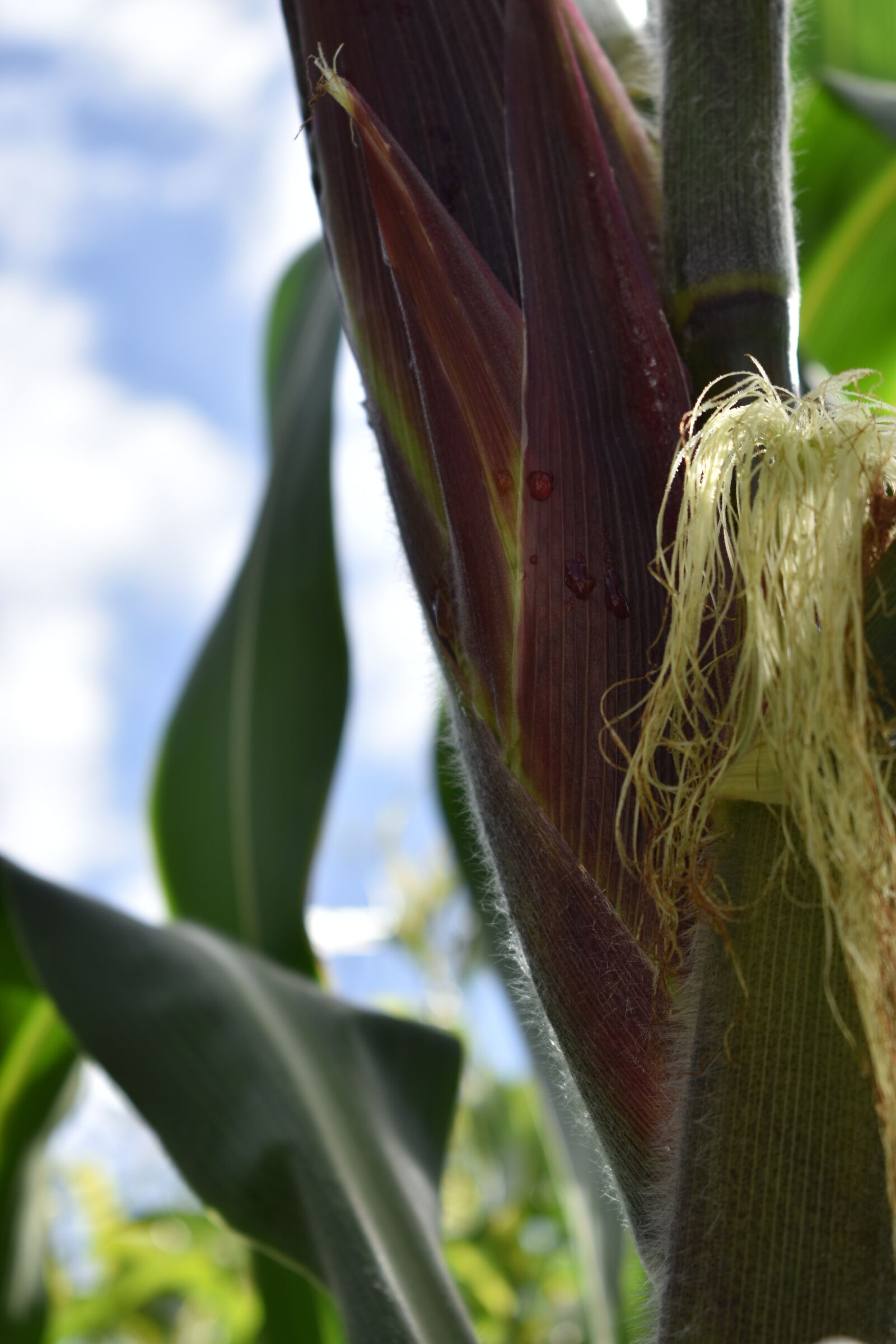 Nikon D3500 sample photo. Corn, cob, vegetables photography
