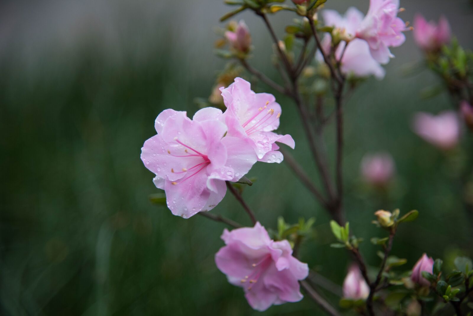 Nikon D810 sample photo. Flower, spring, flowering photography