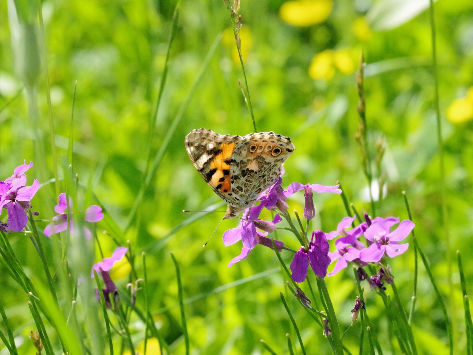 Pentax K-70 sample photo. Butterfly, nature, insect photography