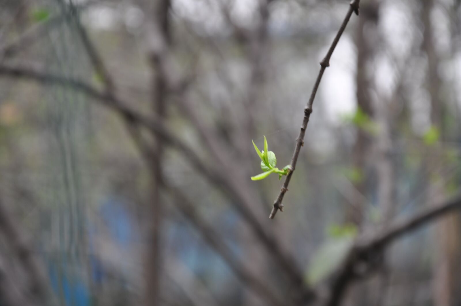 Nikon D90 sample photo. Green leaf, leaf, green photography