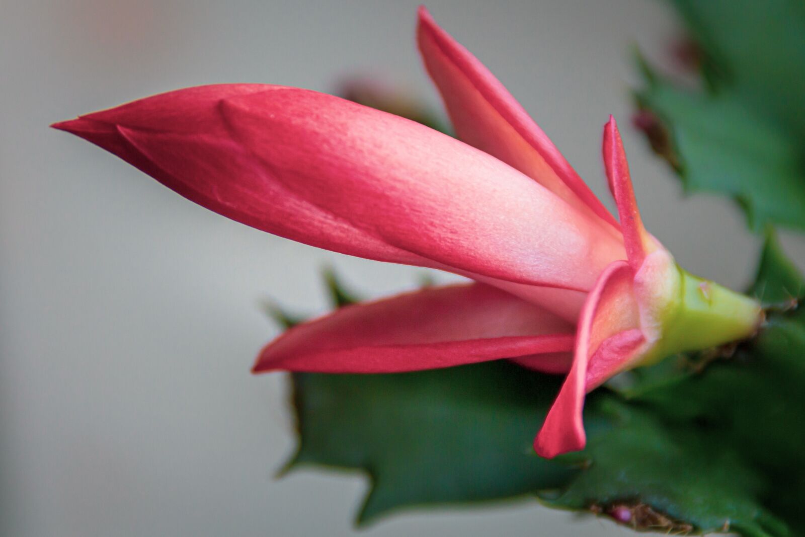 Canon EOS 650D (EOS Rebel T4i / EOS Kiss X6i) sample photo. Flowers, plant, cactus photography