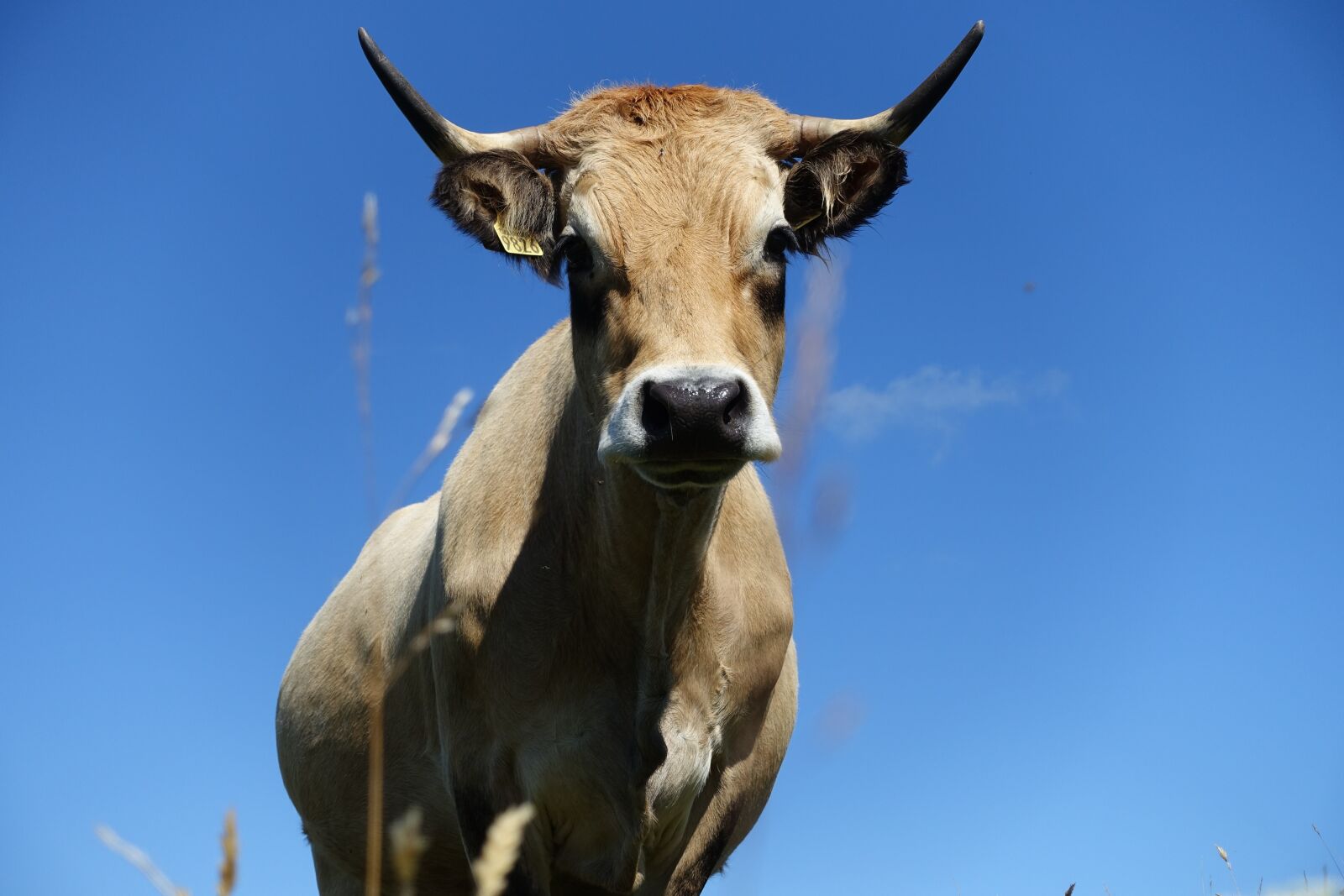 Sony Cyber-shot DSC-RX100 III sample photo. Animal, cow, hypnosis photography