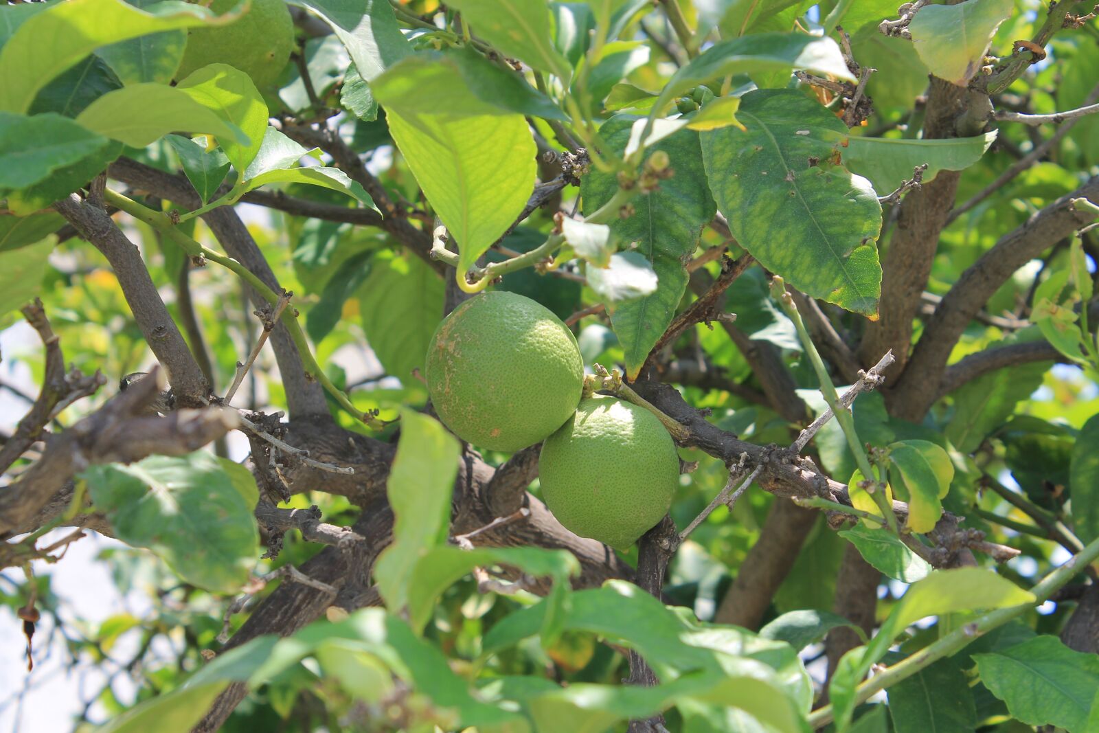 Canon EOS 1100D (EOS Rebel T3 / EOS Kiss X50) sample photo. Tangerine, citrus, tree photography