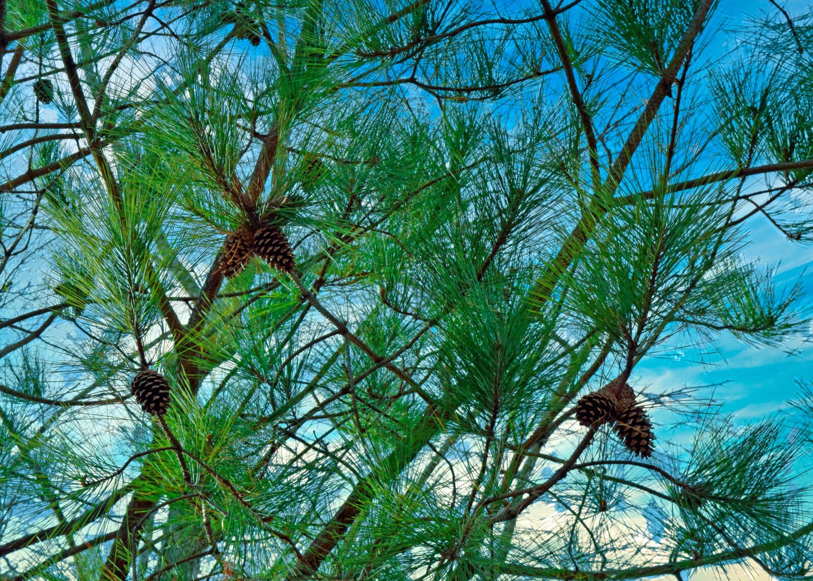 Nikon D3300 sample photo. Evergreen, pine, tree photography