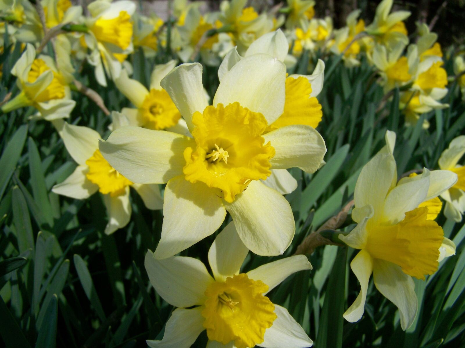 Kodak EASYSHARE ZD710 ZOOM DIGITAL CAMERA sample photo. Daffodil, yellow flower, spring photography