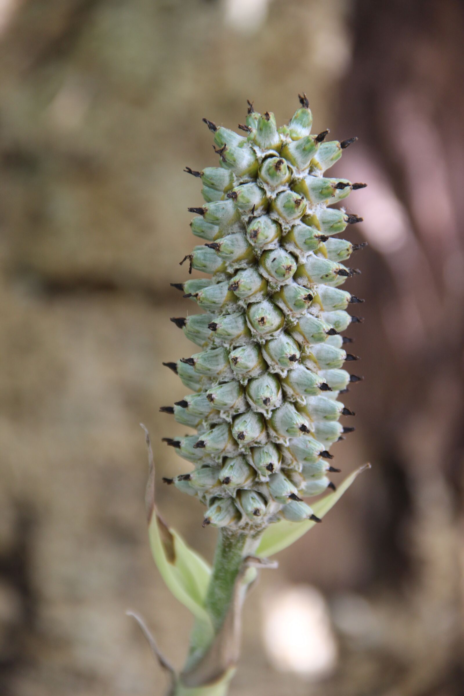 Canon EOS 600D (Rebel EOS T3i / EOS Kiss X5) sample photo. Cerrado, flower, tassel photography