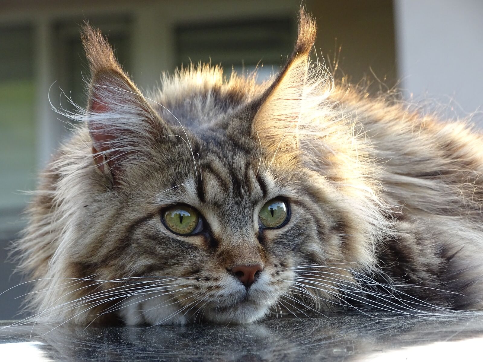 Sony Cyber-shot DSC-HX400V sample photo. Cat, maincoon, pet photography