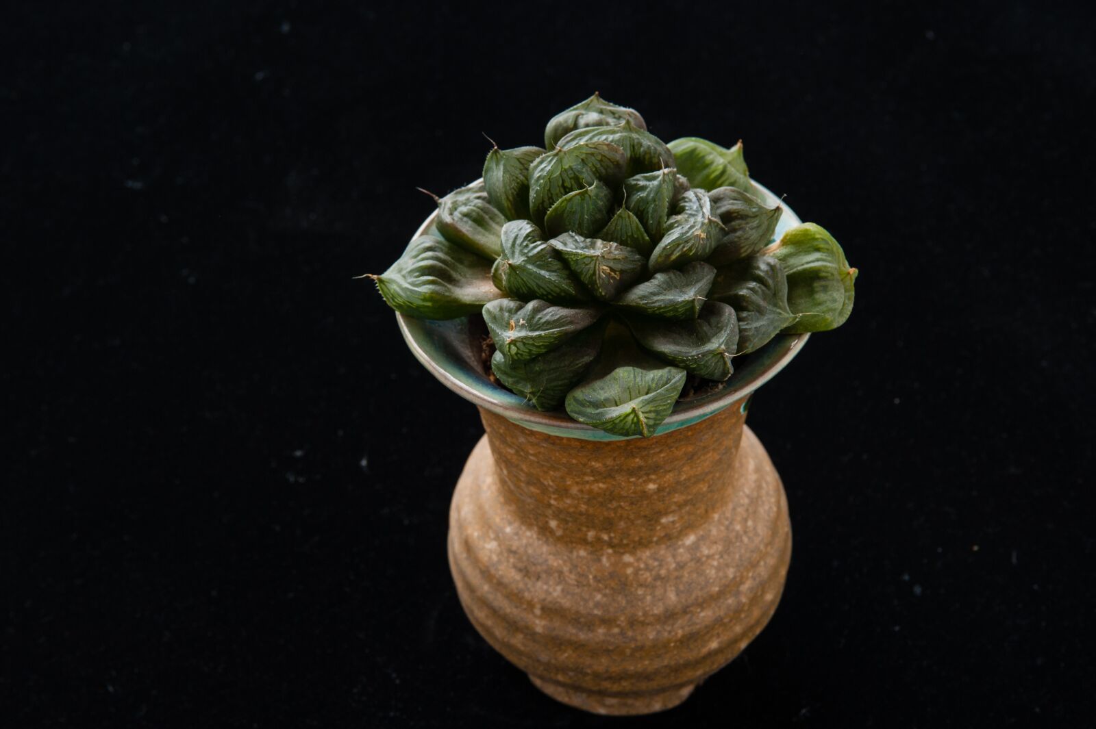 Nikon D700 sample photo. The fleshy, plant, gardening photography