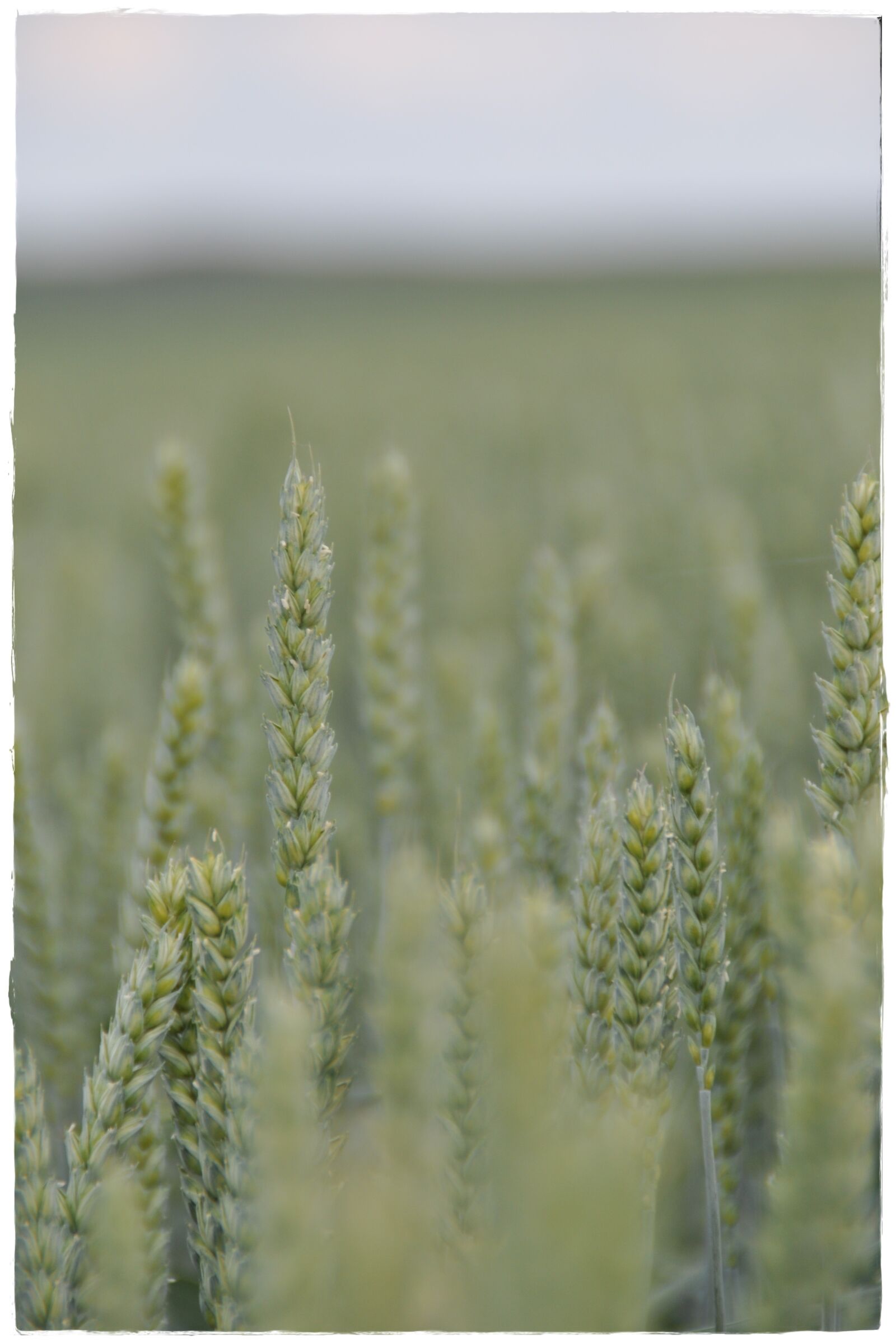 Nikon D5000 sample photo. Wheat, field, cereals photography