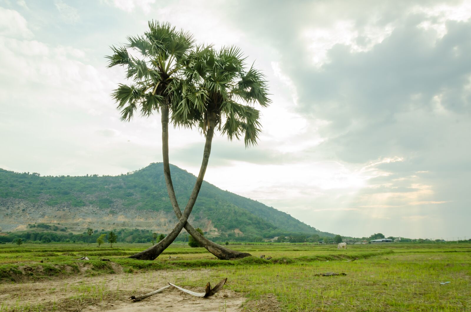 Nikon D5100 sample photo. Tree, palm trees, jaggery photography