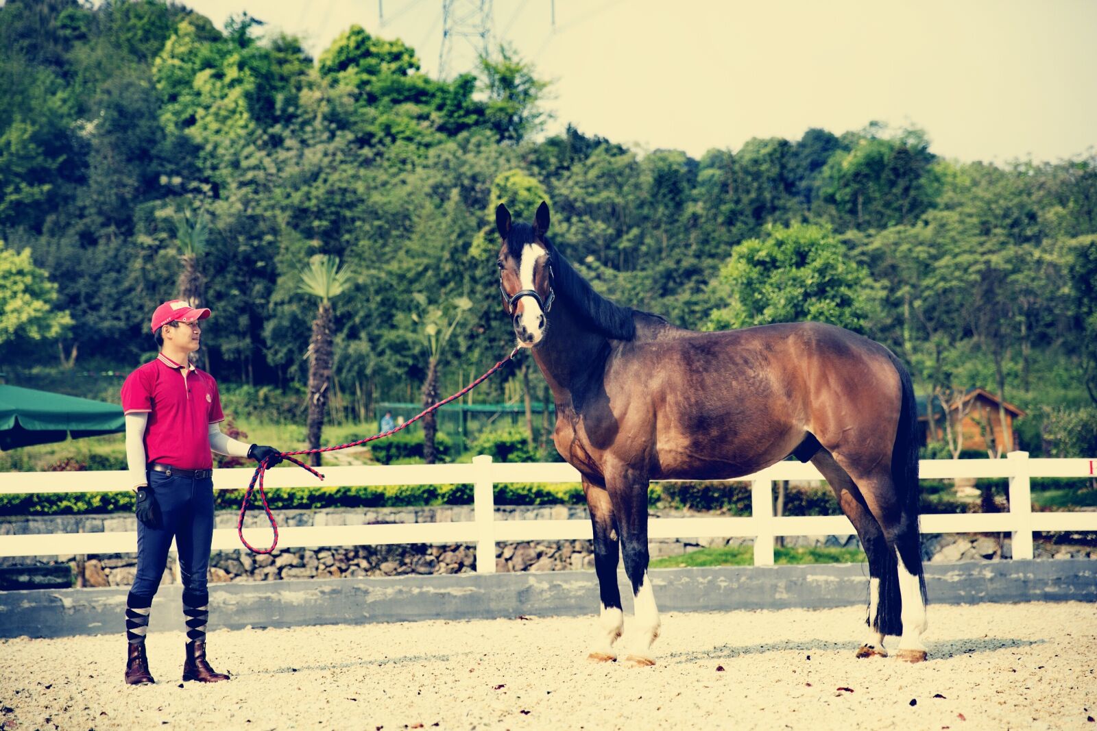 Canon EF 24-70mm F2.8L II USM sample photo. Horse, riding, equestrian photography
