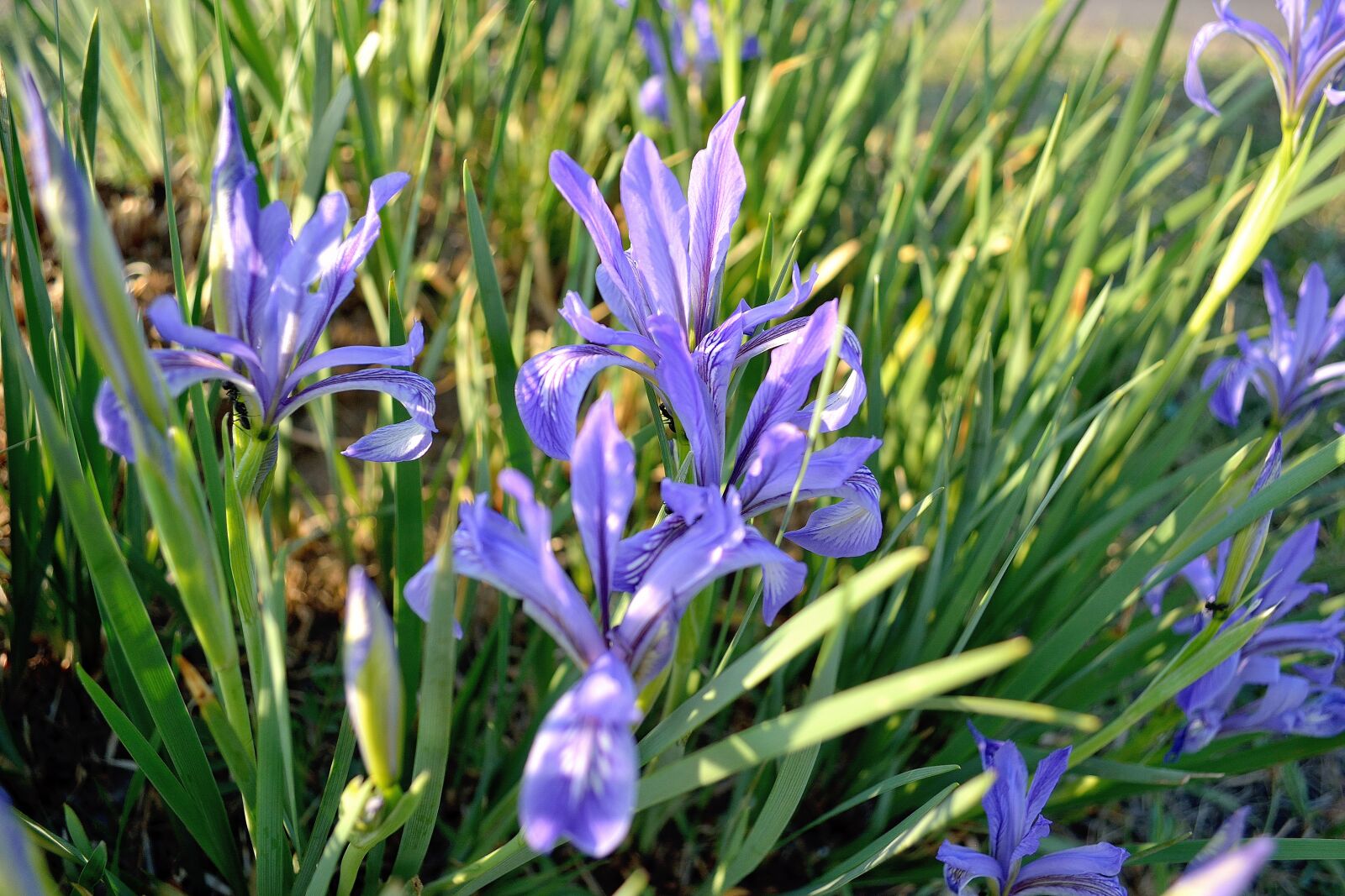 Nikon D5200 sample photo. Mountain iris, flowers, flora photography