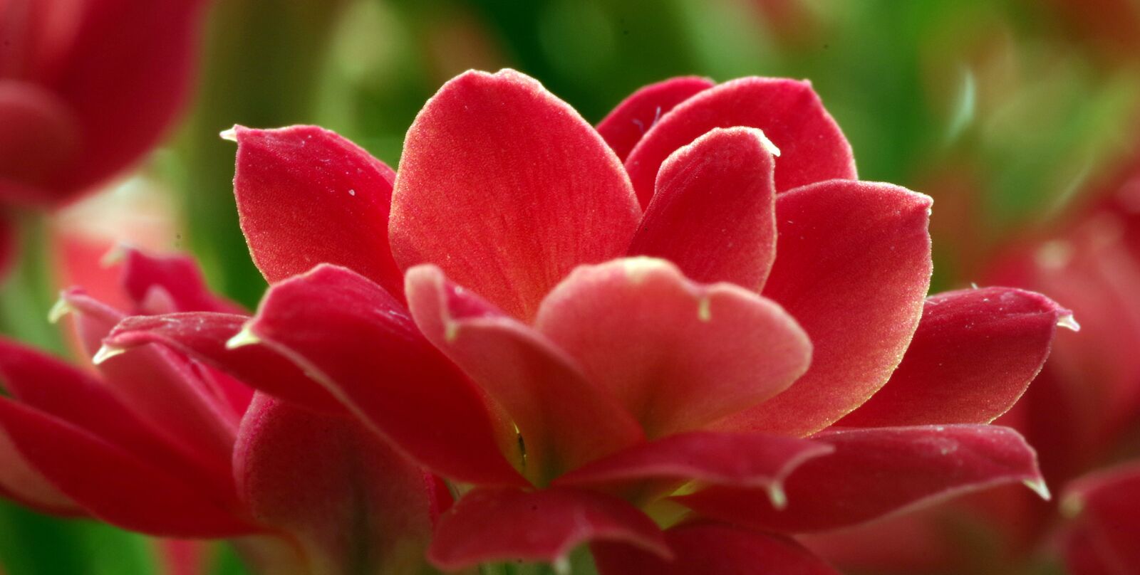 Pentax K-S2 sample photo. Red, flower, the petals photography