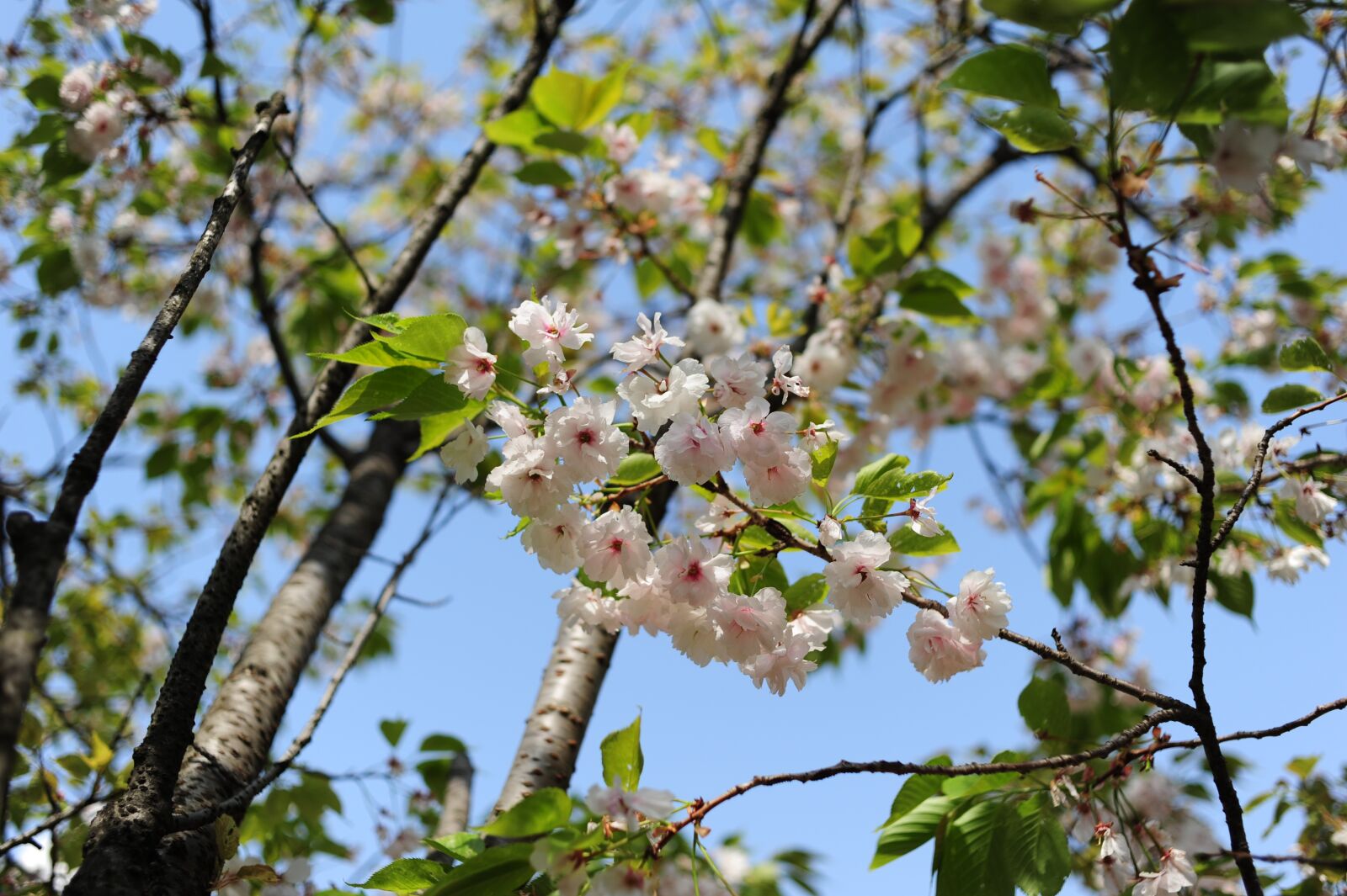 Nikon D700 sample photo. Fold cherry, spring, plants photography