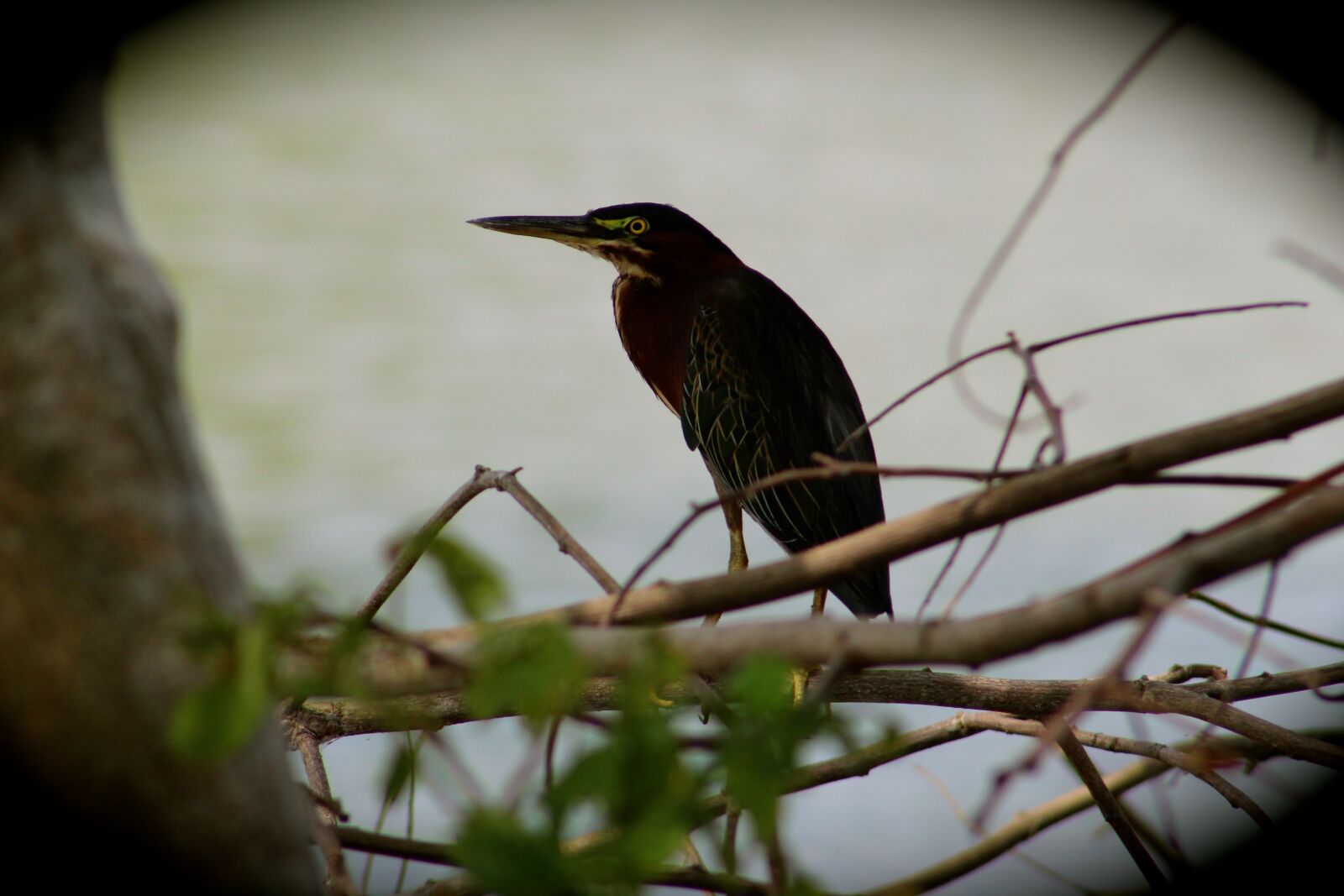 Canon EOS 1300D (EOS Rebel T6 / EOS Kiss X80) sample photo. Ave, tabasco, mexico photography