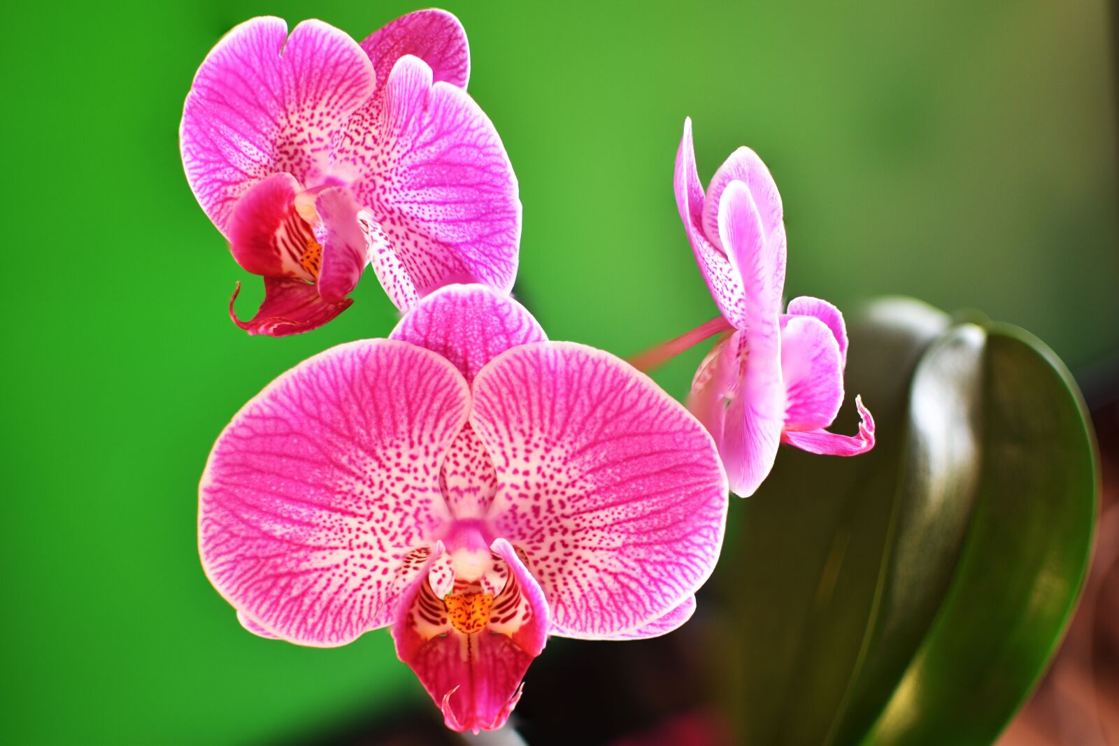 Nikon D5600 sample photo. Orchid, flowers, macro photography