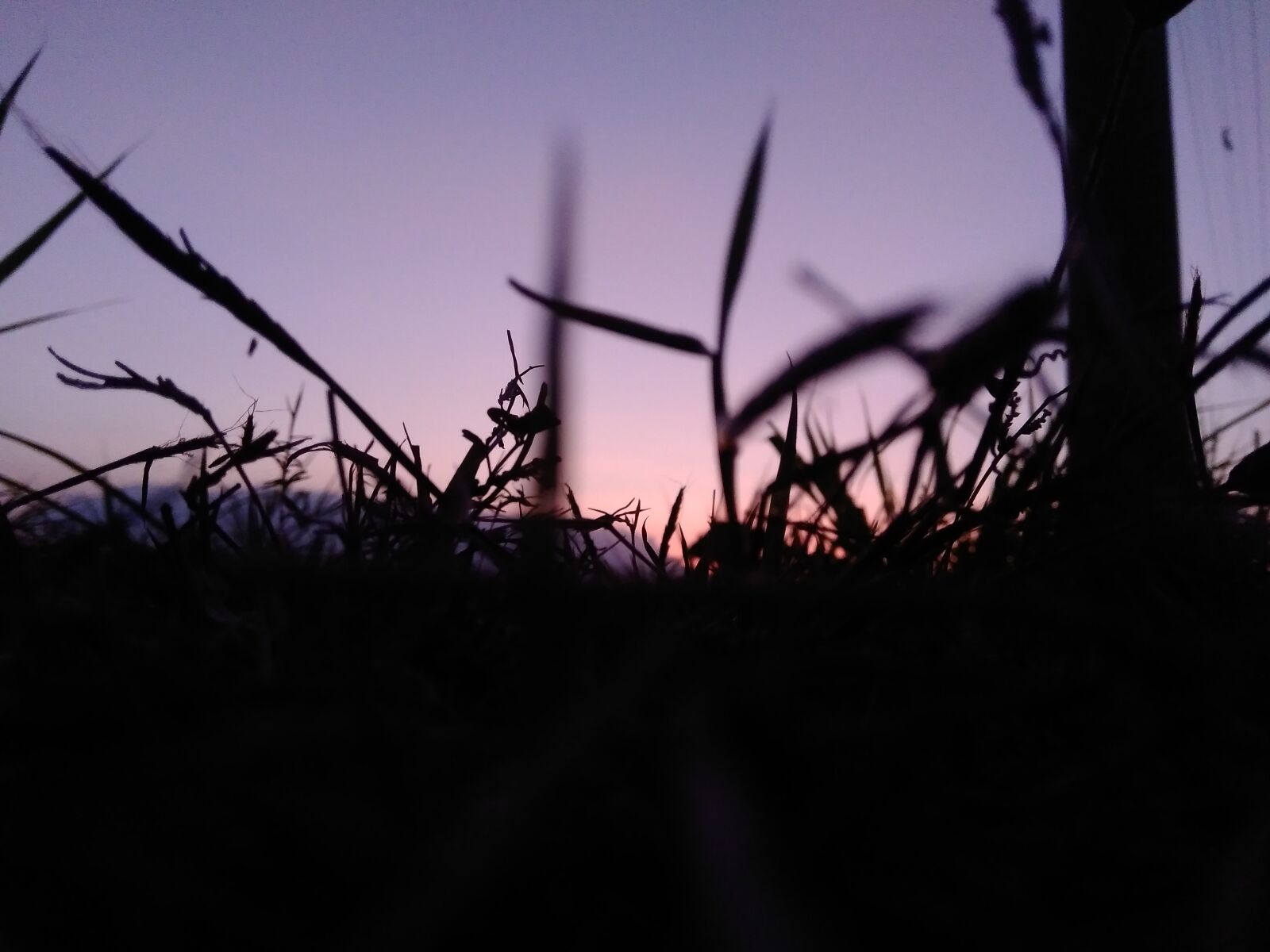 ASUS ZenFone Max M1 (ZB556KL) / ZenFone Max M1/M2/M3 (ZB555KL) sample photo. Silhouette, grass, sky photography
