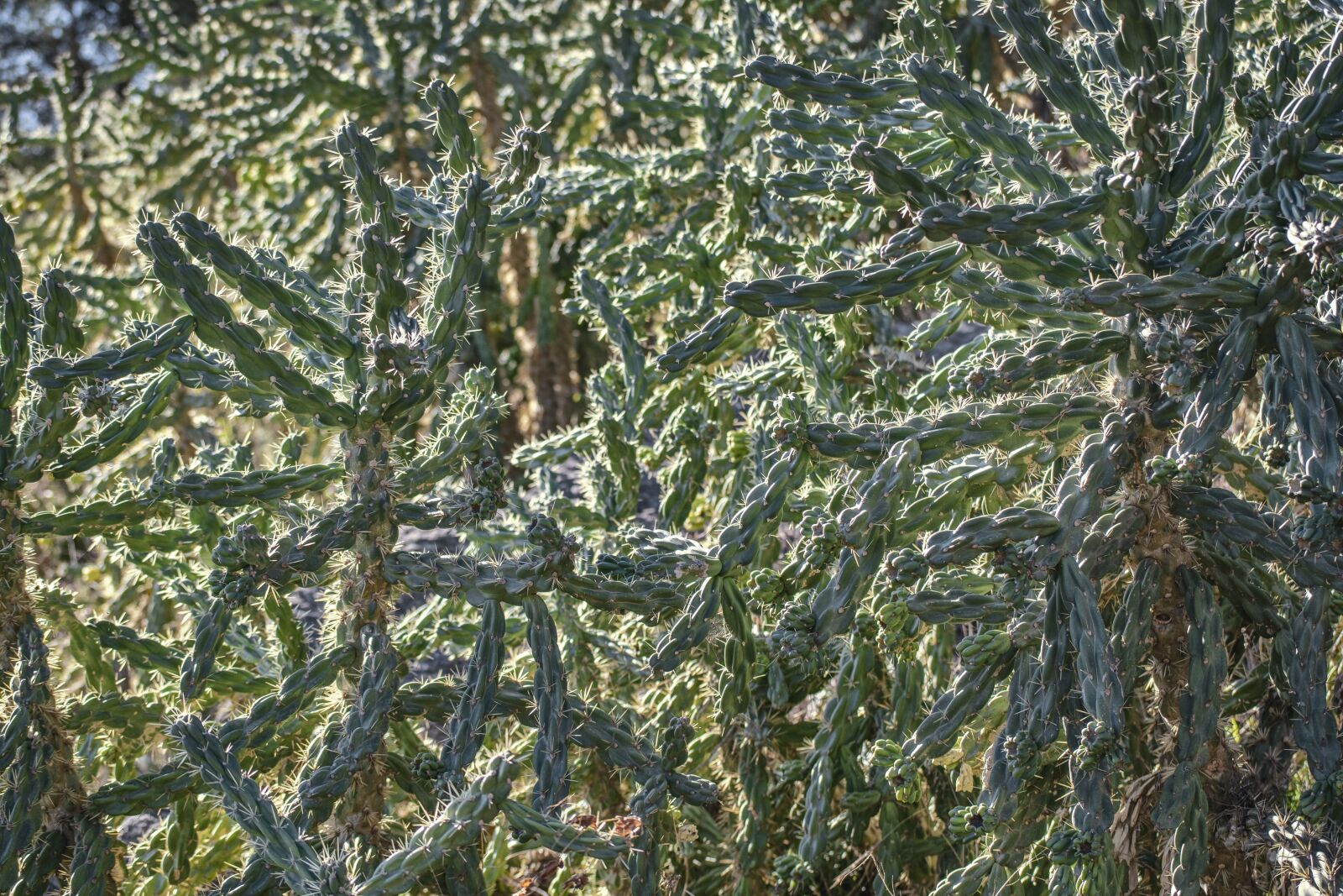 Nikon D3300 sample photo. Cactus, thorns, plant photography