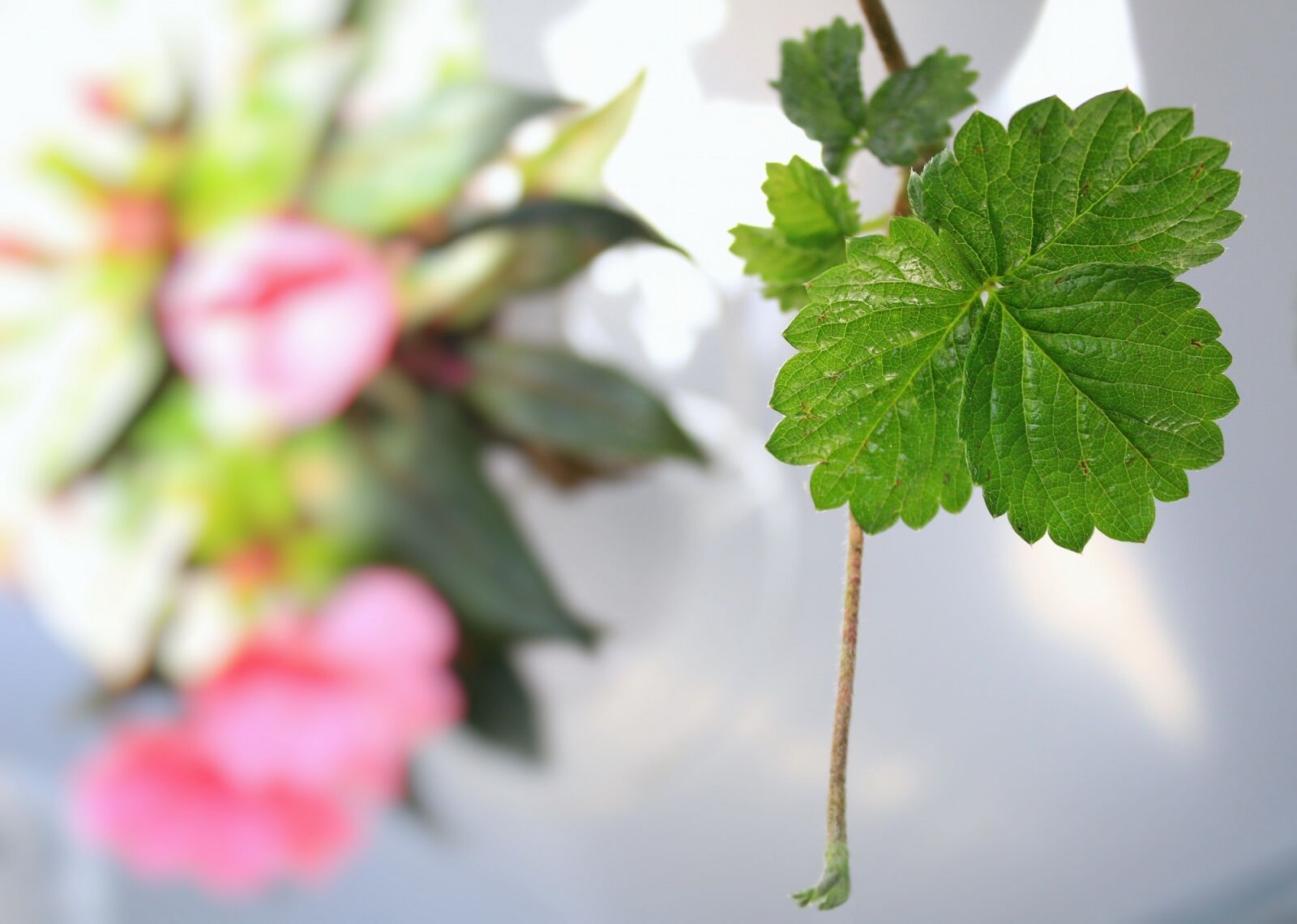 Canon EOS 1300D (EOS Rebel T6 / EOS Kiss X80) sample photo. Leaf, flower, fresh photography