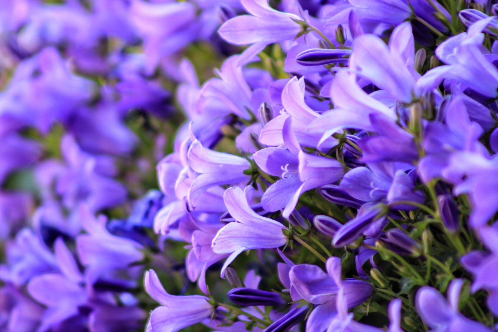 Canon EOS 2000D (EOS Rebel T7 / EOS Kiss X90 / EOS 1500D) sample photo. Flower, bluebell, blue star photography