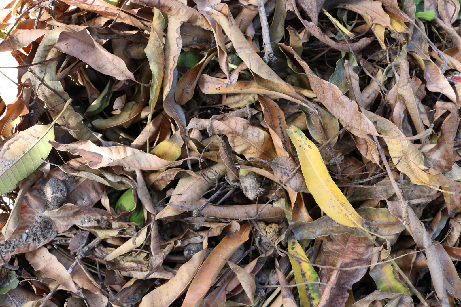Canon EOS 750D (EOS Rebel T6i / EOS Kiss X8i) sample photo. Leaves, dry leaves, fallen photography