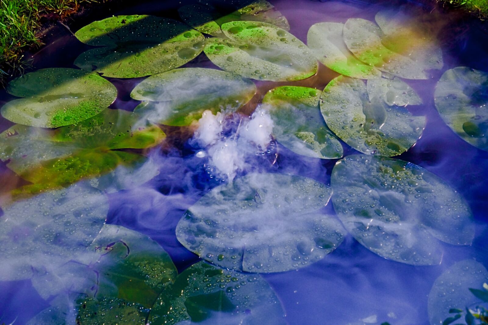 Sony Alpha a3000 + Sony E 18-55mm F3.5-5.6 OSS sample photo. Water lily, plant, water photography