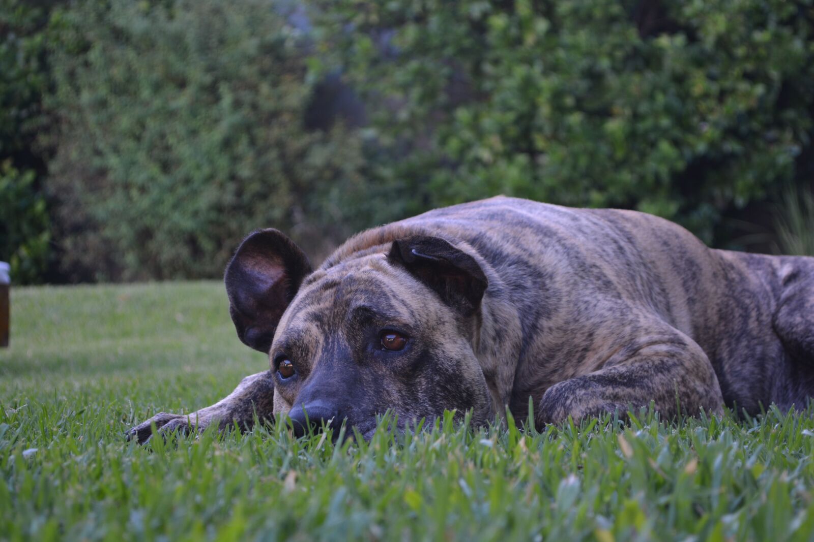 Nikon D5200 sample photo. Thoughtful, rest, uruguay photography