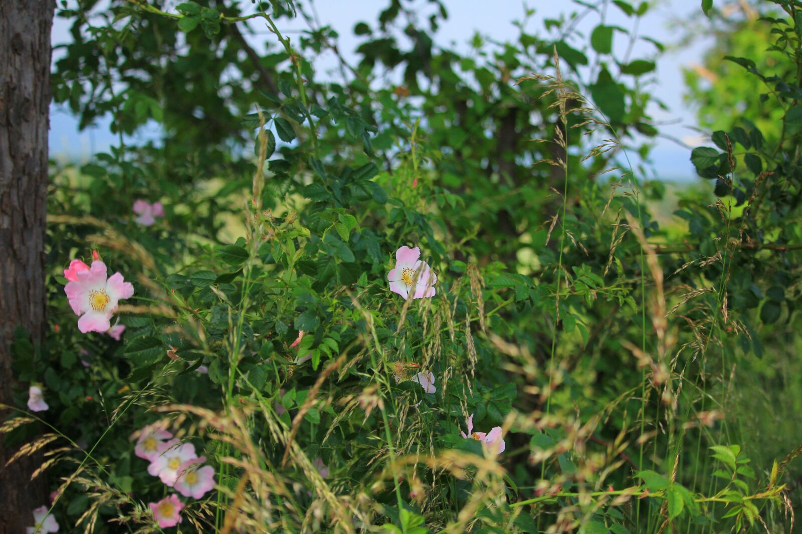 Canon EOS 60D sample photo. Flowers, nature, summer photography