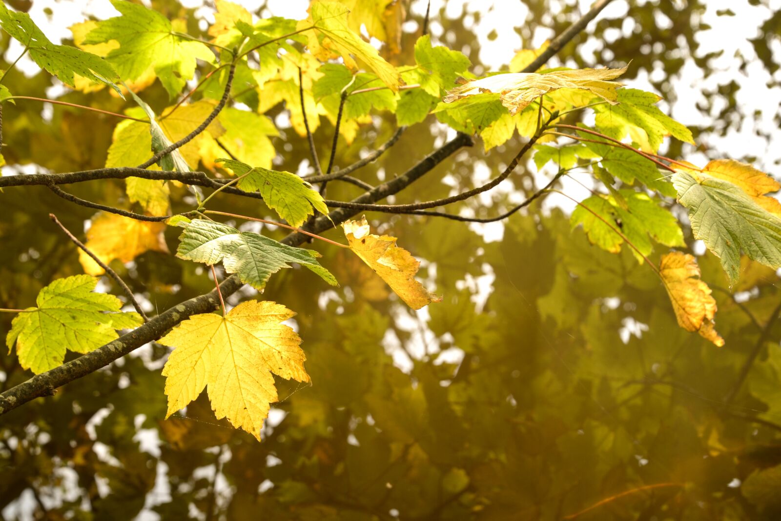 Nikon D610 sample photo. Warm, leaf, autumn photography