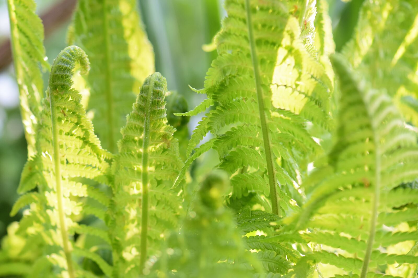 Nikon D5500 sample photo. Fern, plant, nature photography