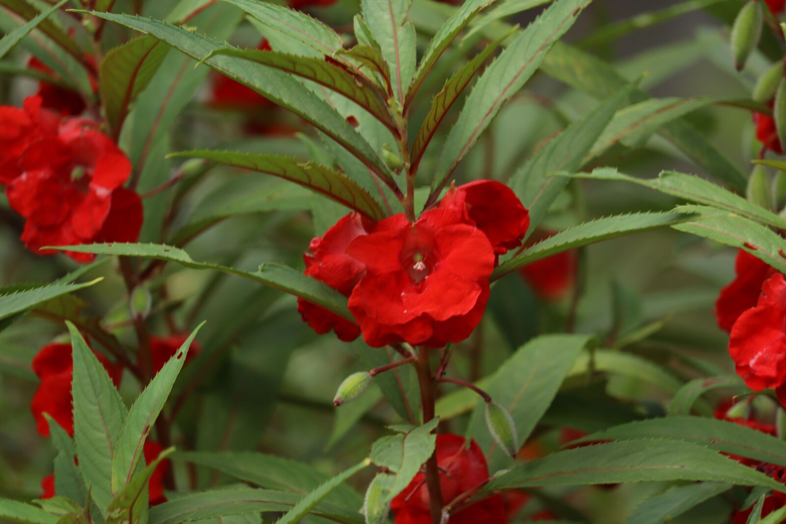 Canon EOS 250D (EOS Rebel SL3 / EOS Kiss X10 / EOS 200D II) sample photo. Red flower, kerala, nature photography