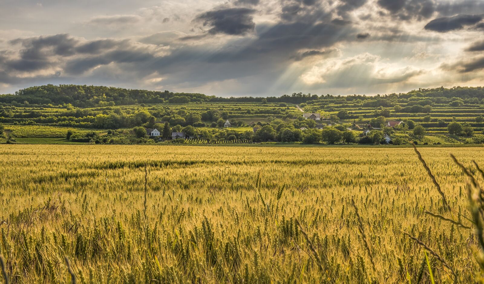 Canon EOS 750D (EOS Rebel T6i / EOS Kiss X8i) sample photo. Agriculture, cereal, clouds photography