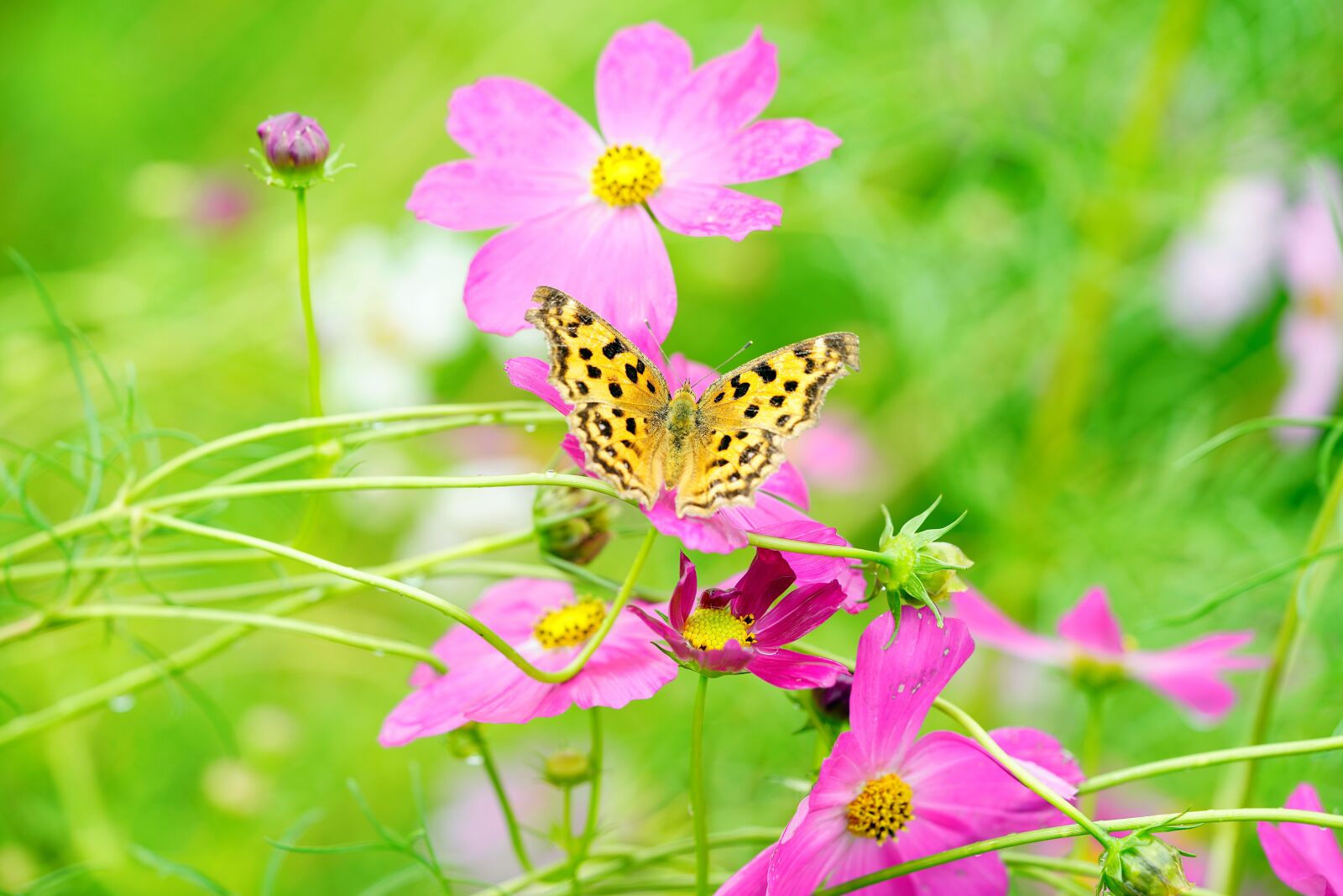 Sony a7R III sample photo. Cosmos, butterfly, flower photography