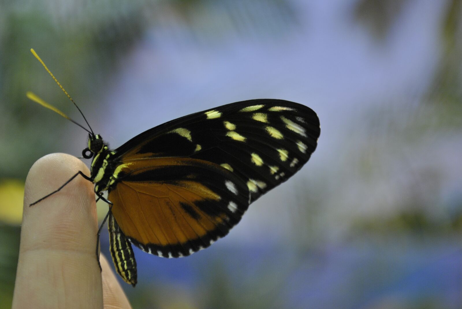 Nikon D3000 sample photo. Butterfly, finger, nature photography