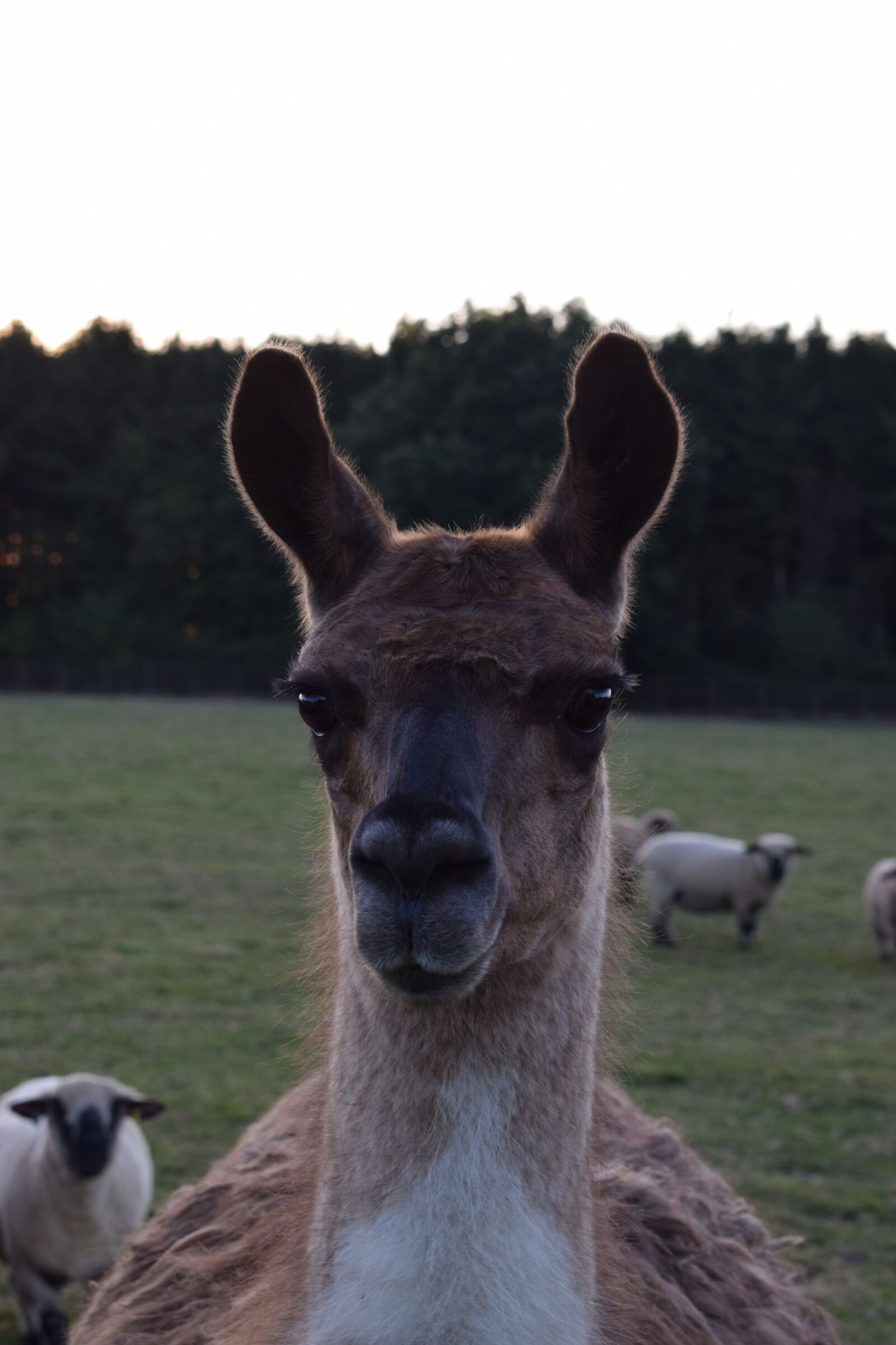 Nikon D3300 sample photo. Llama, animal, nature photography