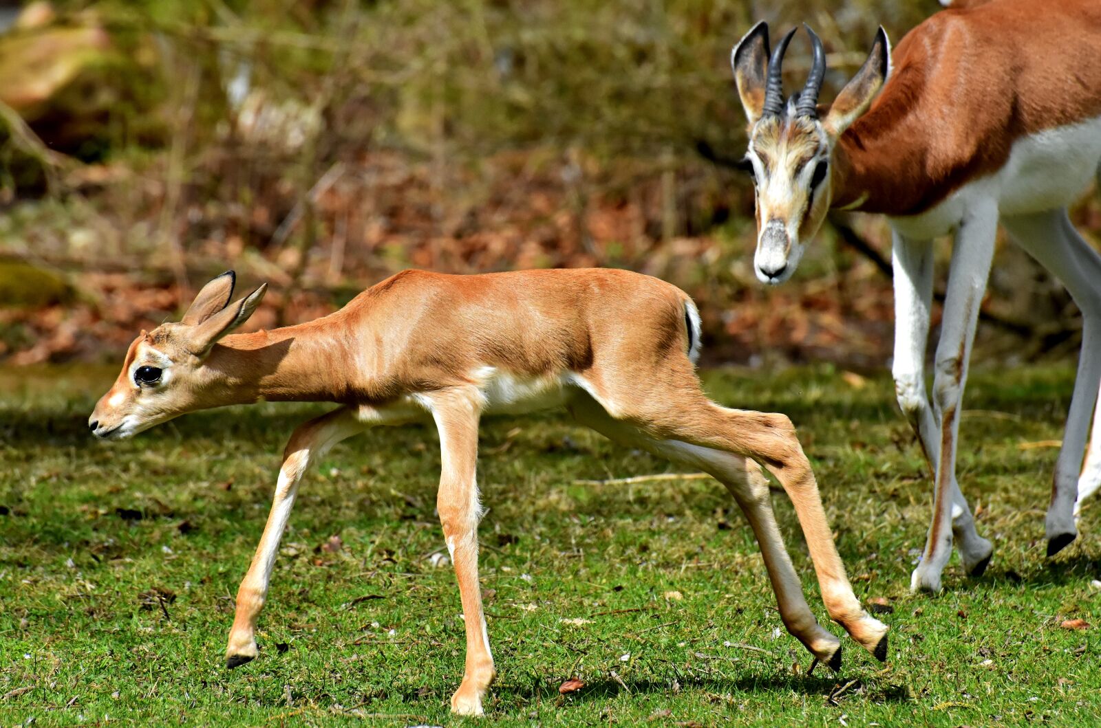 Nikon D7200 sample photo. Gazelles, young animal, wild photography