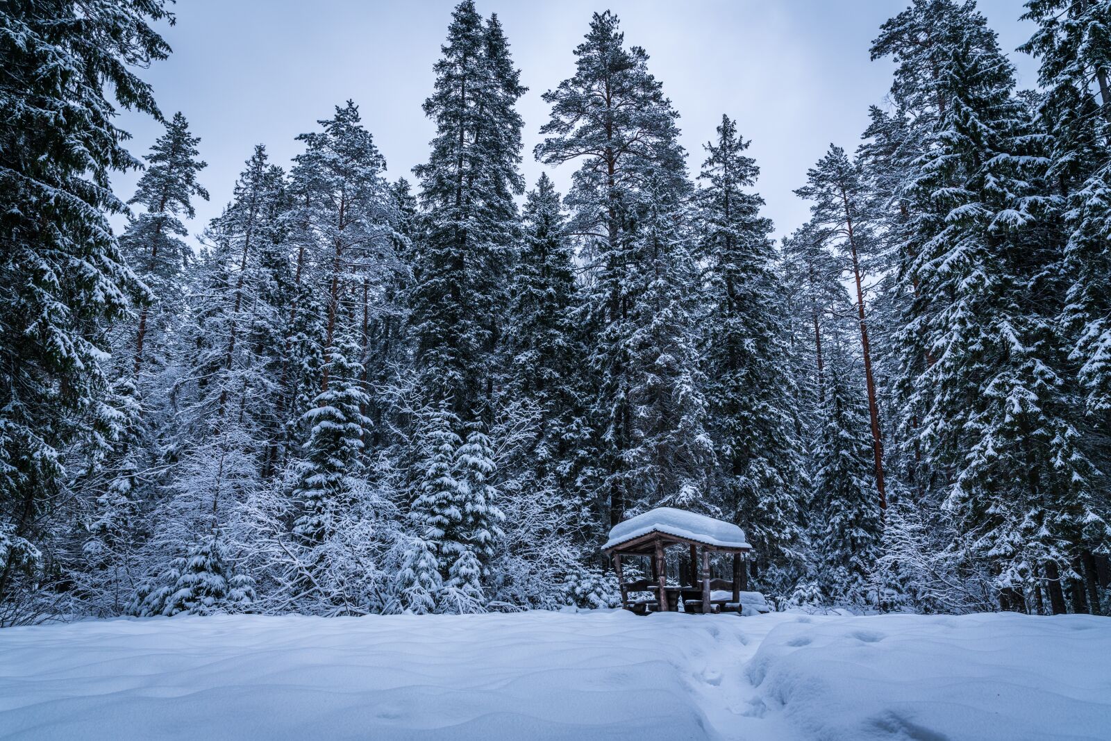 Sony a7R II sample photo. Trees, winter, snow photography