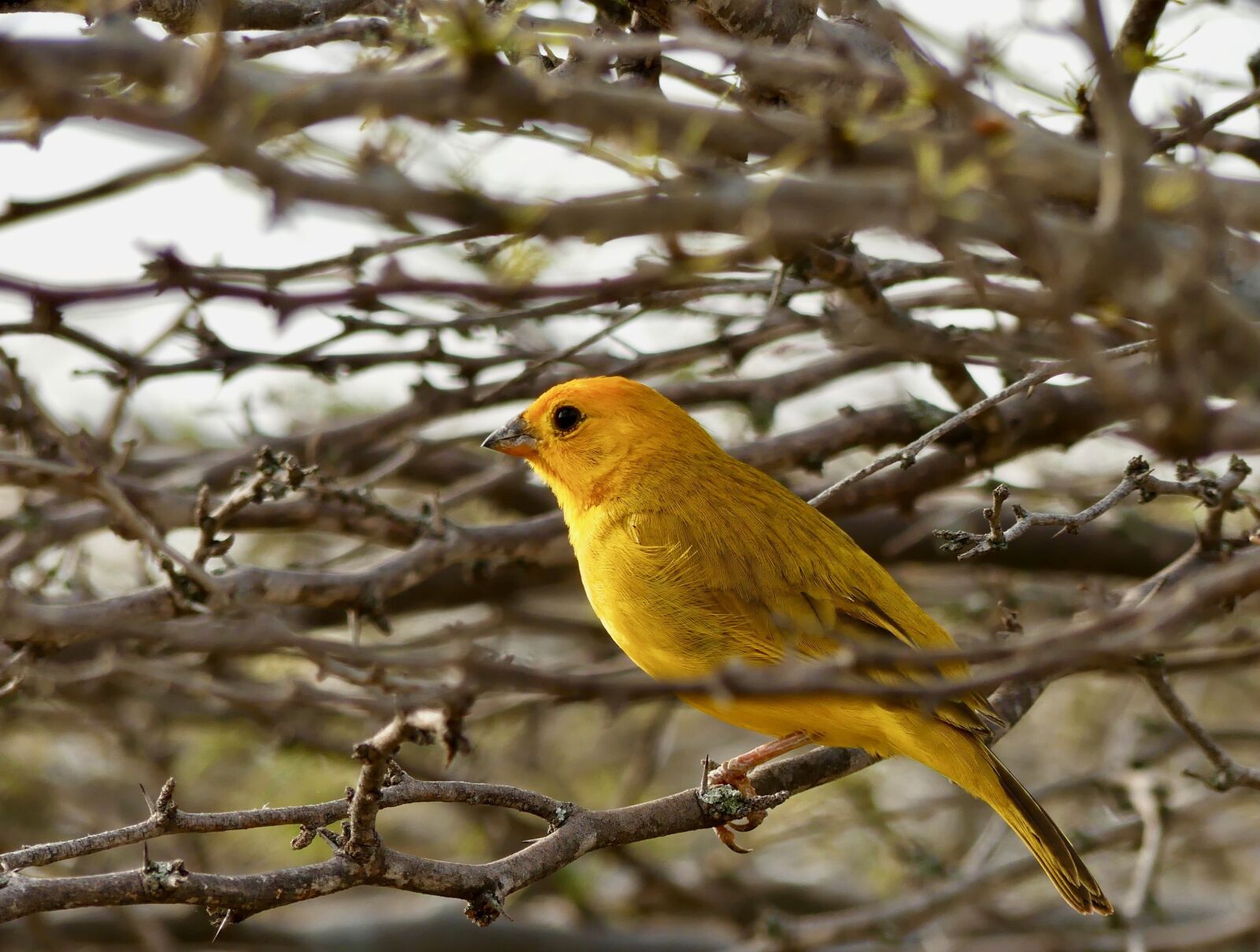 Panasonic Lumix DMC-FZ300 sample photo. Bird, desert tacacoa, colombia photography