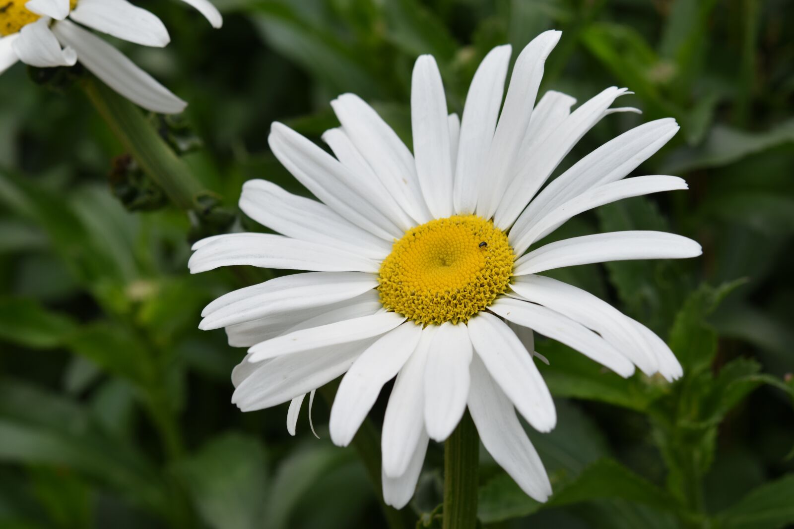 Nikon D5600 sample photo. Flower, daisy flower, petals photography
