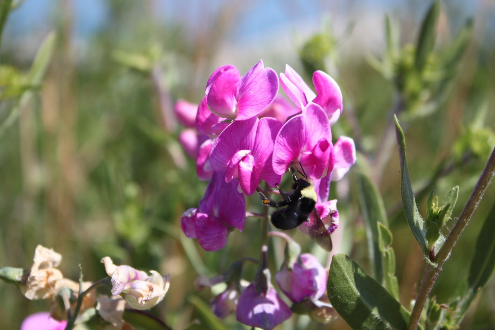 Canon EOS 500D (EOS Rebel T1i / EOS Kiss X3) sample photo. Flower, bee, pink photography