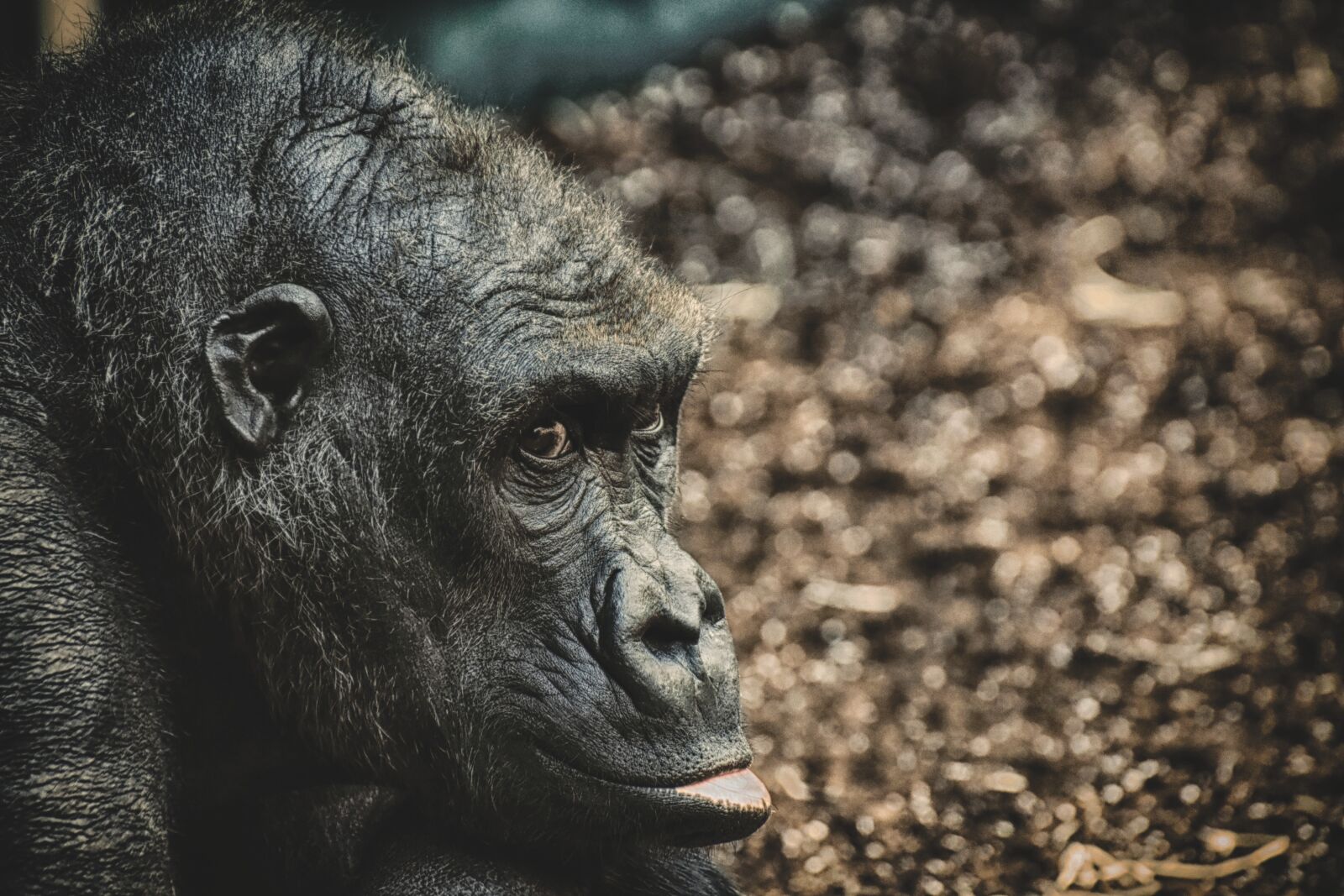 Nikon D7200 sample photo. Gorilla, monkey, animal photography