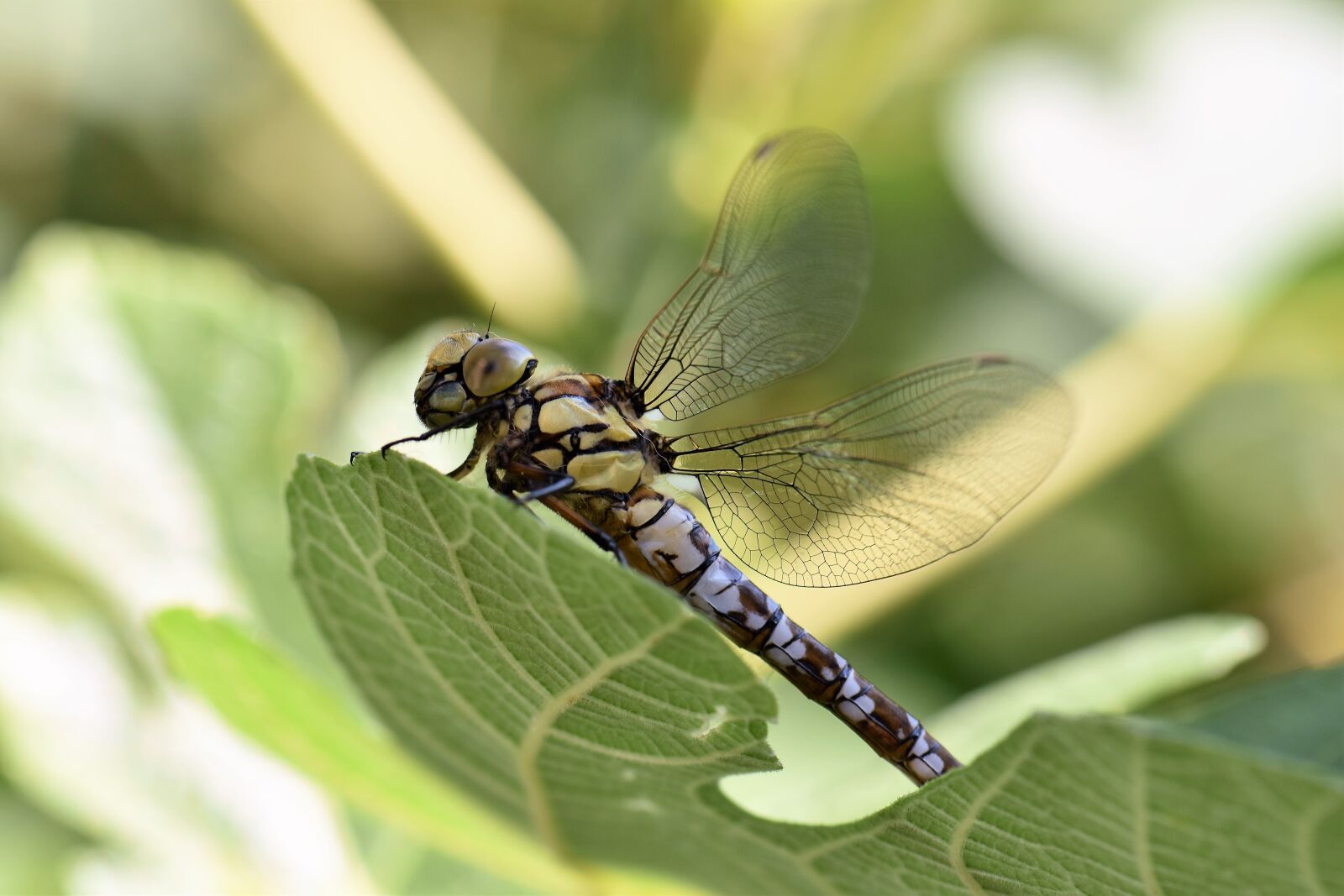 Nikon D5500 sample photo. Dragonfly, animal, insect photography