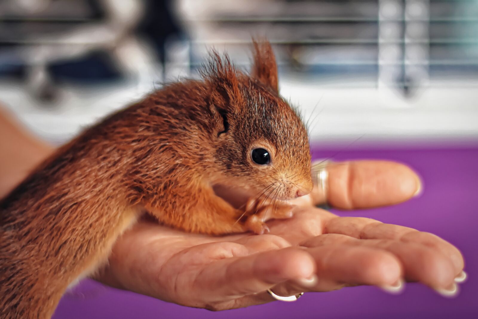 Nikon D7200 sample photo. Squirrel, baby, young animal photography