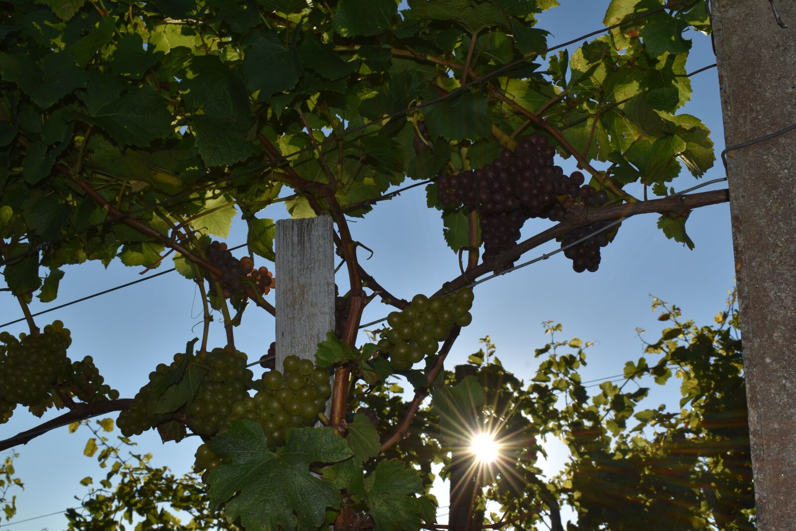 Nikon D3500 sample photo. Grape, vine, steiermark photography