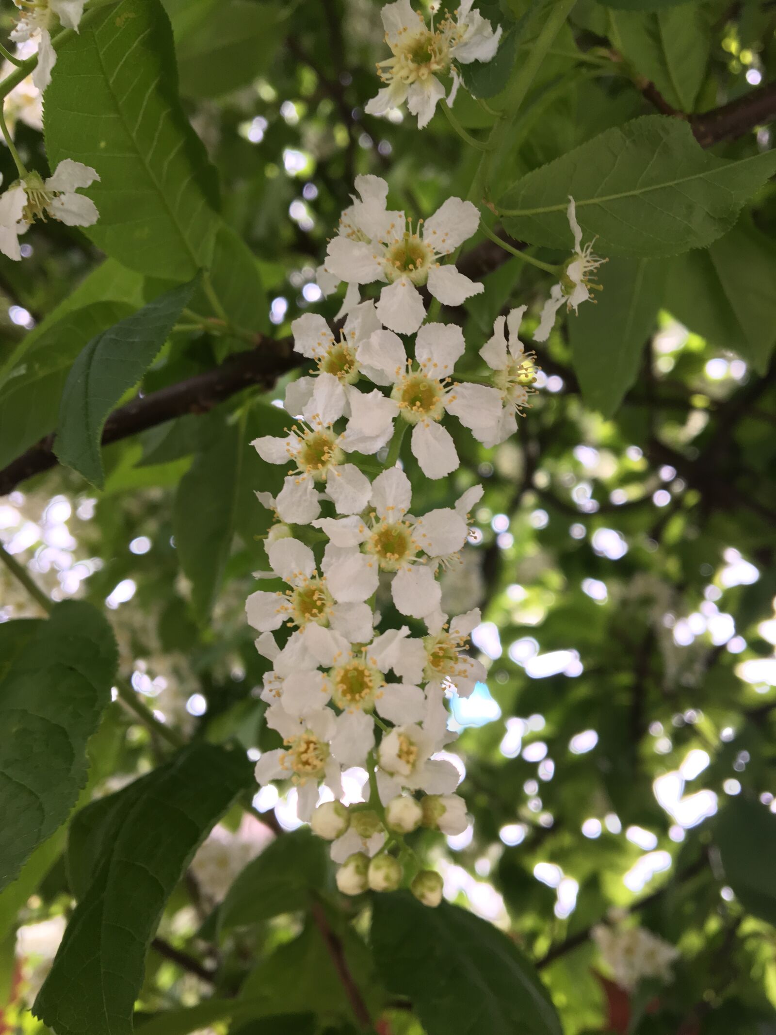 Apple iPhone 6s sample photo. Nature, flower, flora photography