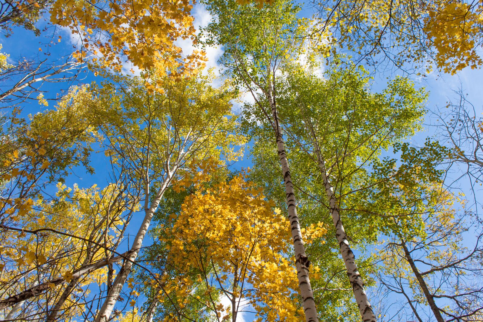 Canon EOS 650D (EOS Rebel T4i / EOS Kiss X6i) sample photo. Autumn, nature, tree photography